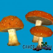 3160919605.jn_orange_mushroom_cluster.jpg