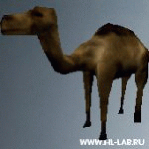 camel.zip