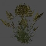 AA_FieldGrass01_NK_SMesh