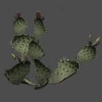 fnv_cactus