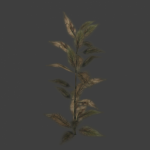 plant6
