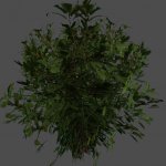 foliage_02
