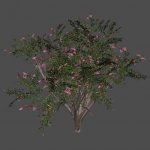 got_CrapeMyrtle