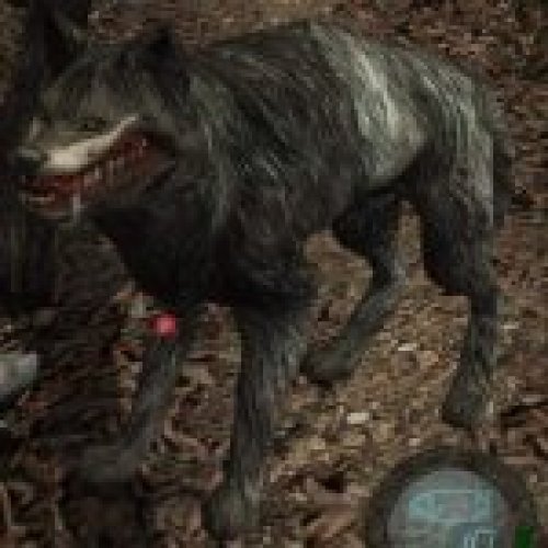 Infected Wolf HD