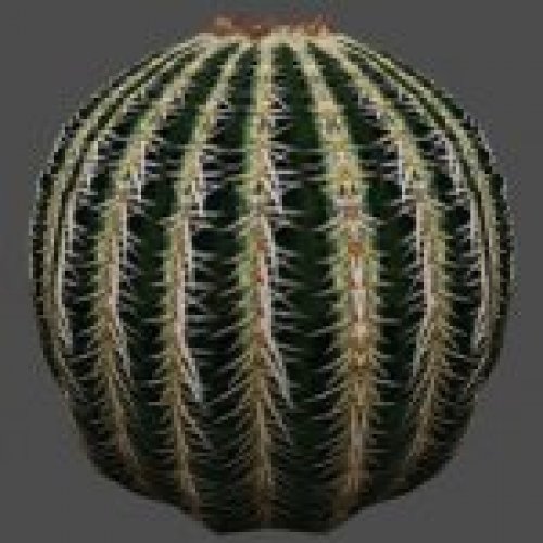 s_cactus