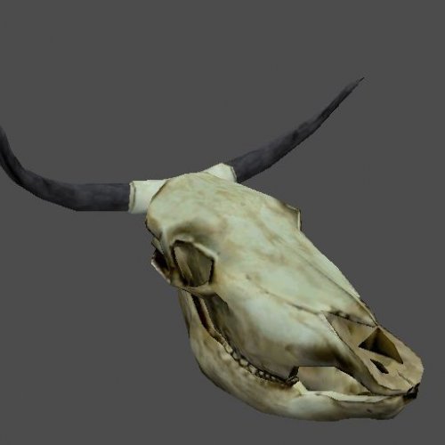 cattle_skull