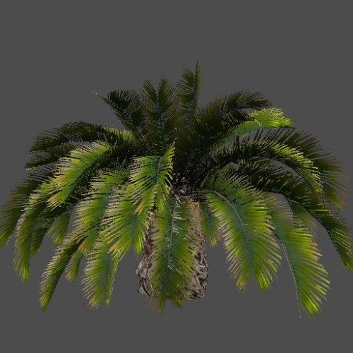 pc_palm_04_2