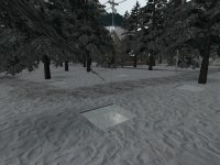 dm_winter_forrest_beta
