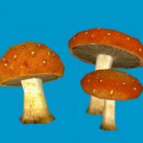 jn_orange_mushroom_cluster