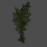 bush
