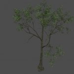 S_ENV_TreeSize03_yellow