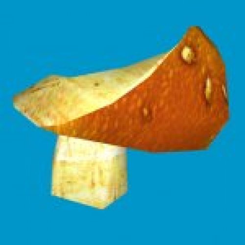 jn_orange_mushroom_02_gib04