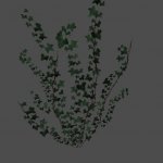 pc_Ground_Ivy_Isolated