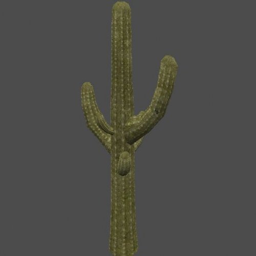 desert_cactus_01
