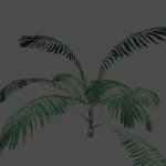 pc_groundPalm1