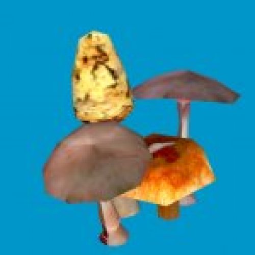 sta_fungal_growth