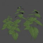 SM_Weed