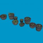 potted plants04