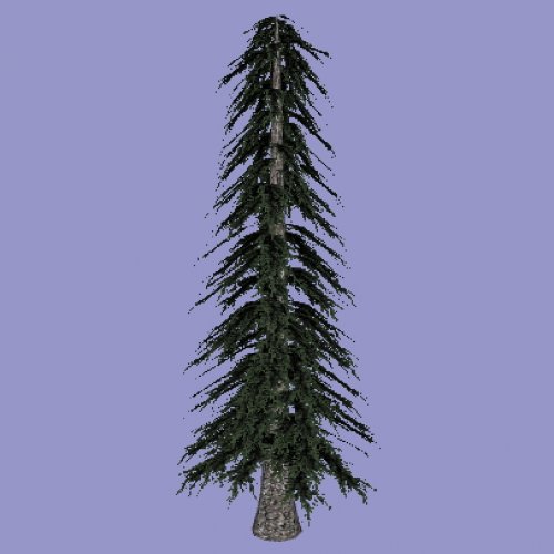 pine_tree1