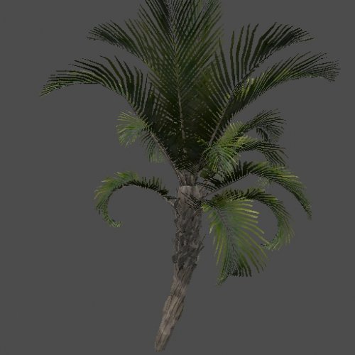 got_CurlyPalm01