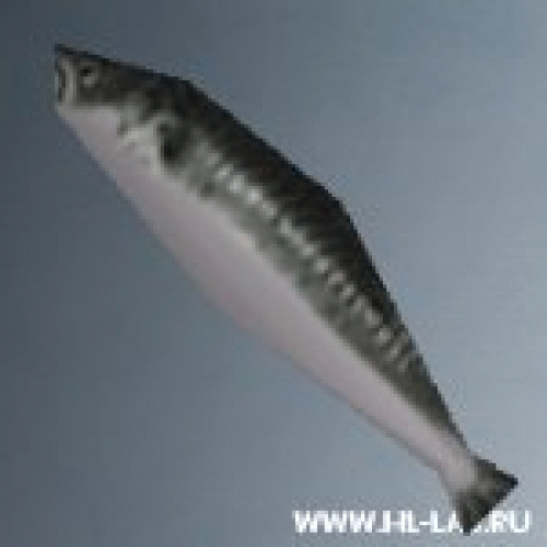 fish01