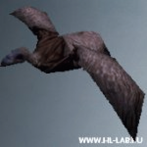 vulture_flying