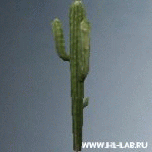 cactus02.zip