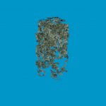 vegetation longclump