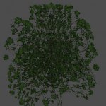 hil_baum03