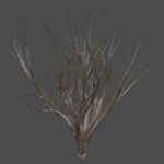 got_CrapeMyrtle_noleafs