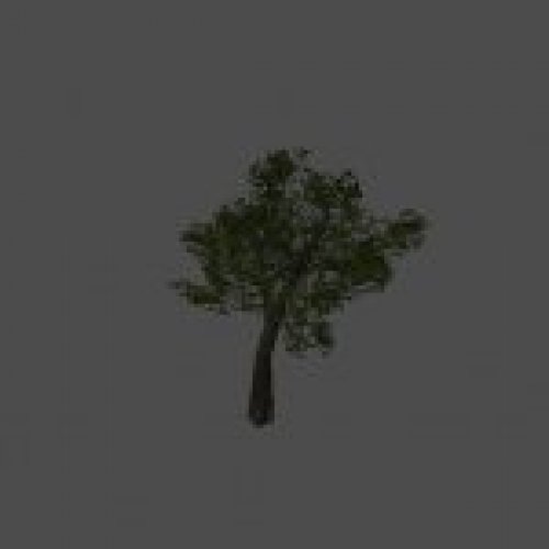tree11