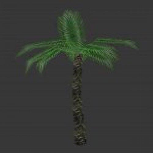 tree_palm.mdl