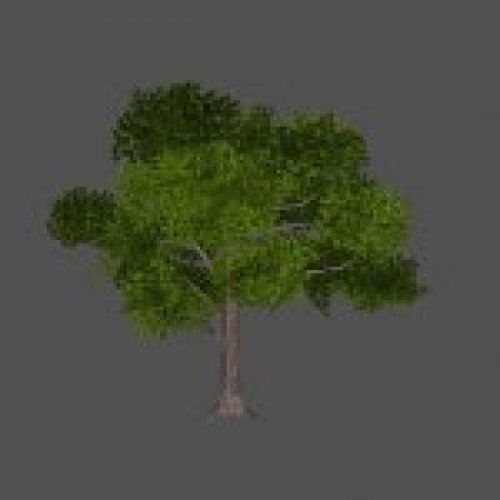 tomdon_tree