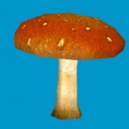 jn_orange_mushroom_big03