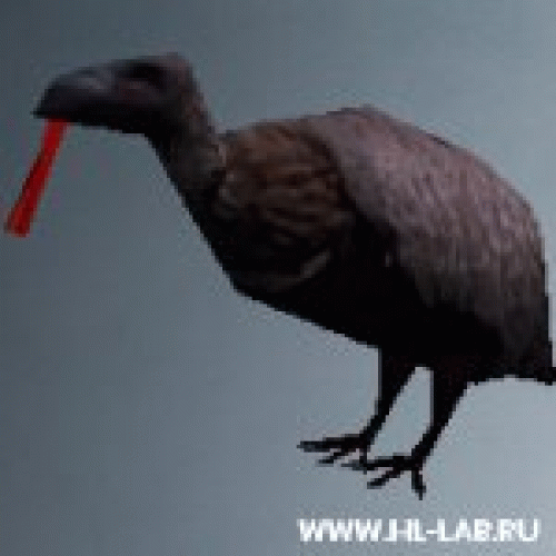 vulture-eat02