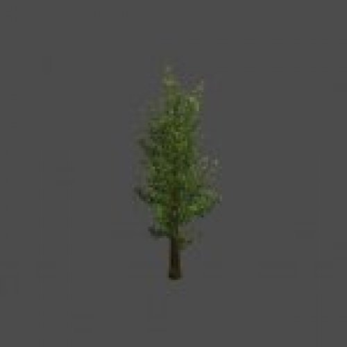 tree33