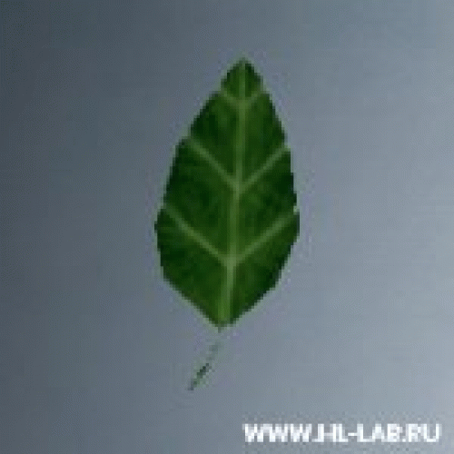 leafgibs