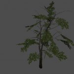 tree01
