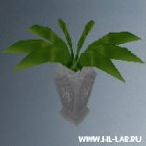 pot_leaves3