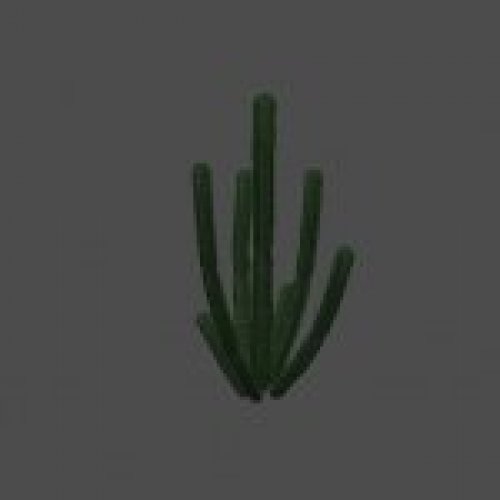 cactus01