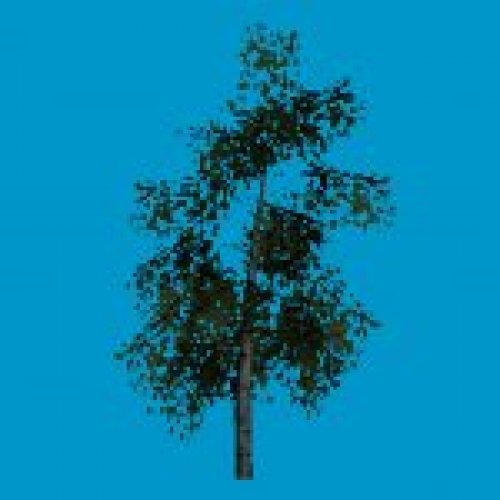 tree_birch1_skybox