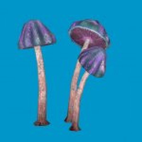 jn_blue_mushroom_cluster