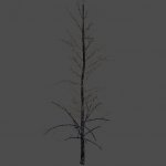 BurnedTree_A