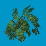 fern01lg
