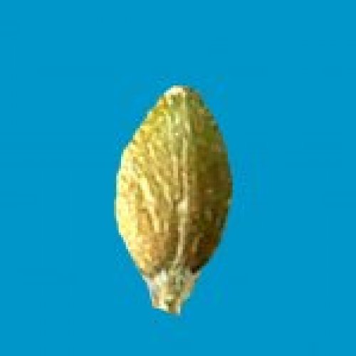 pumpkin seed2