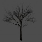 bigtree1