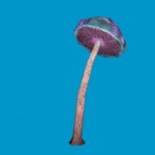 jn_blue_mushroom_big03