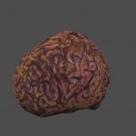 fnv_brain