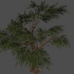 fnv_tree03