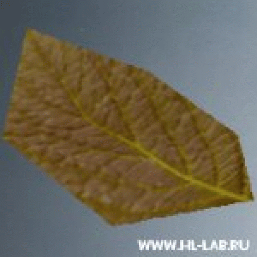 gibs_leaves